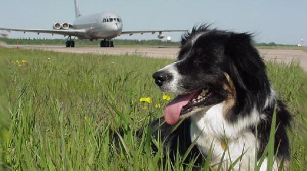 aeroportul otopeni cauta firme care sa alunge pasarile