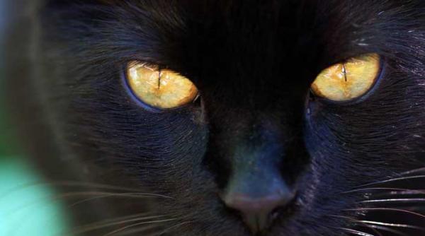 un strop de magie noire ravasitor