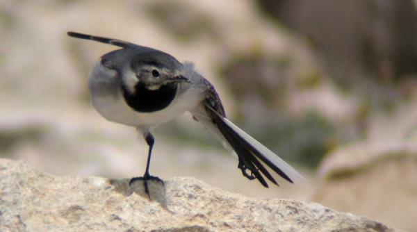 ce a mai ramas din pasarile bucurestiului