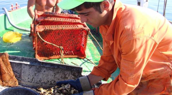 cultivatorul de scoici