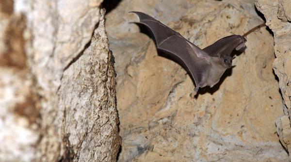 lilieci dusi la resapat