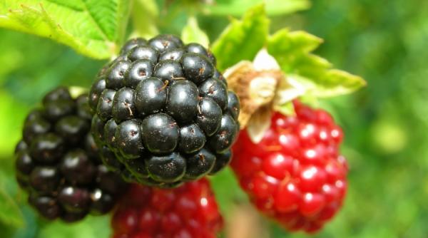 murele pastile antiimbatrinire