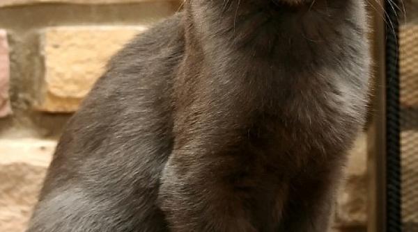 faceti cunostinta cu yoda pisicuta cu patru urechi