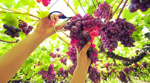 strugurii rosii scad tensiunea