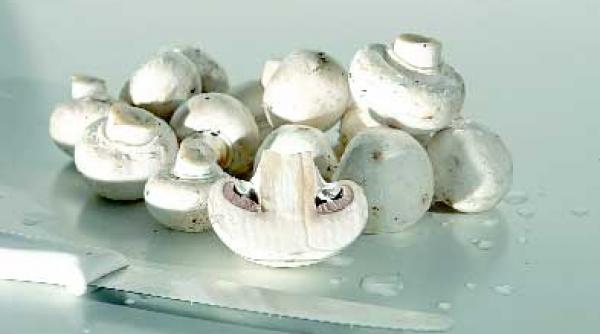 studiu ciupercile combat obezitatea