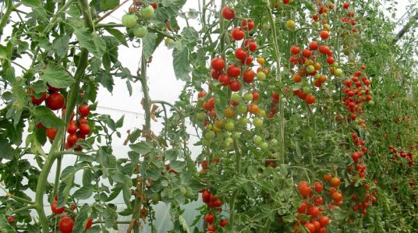 rosia de buzau vedeta si cenusareasa