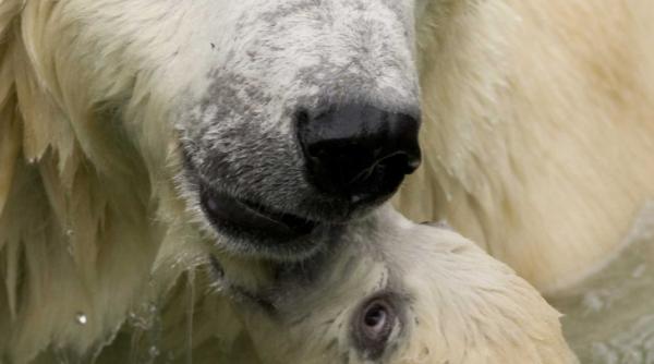 campanie greenpeace salvati ursul polar de incalzirea globala