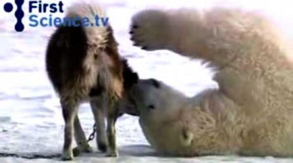 video cercul polar teren de joaca pentru husky si ursii polari