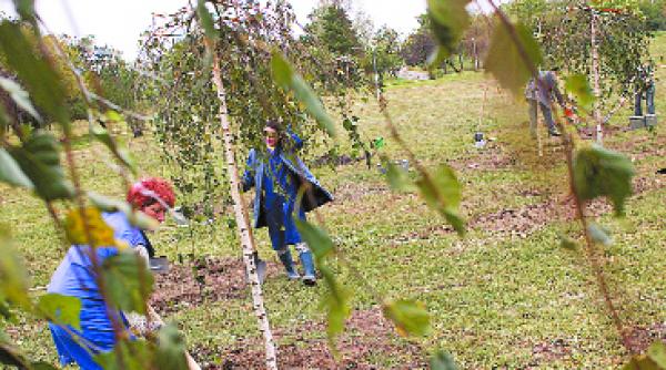 stringere de fonduri adopta un copac