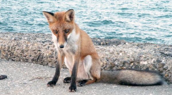 vulpea cersetoare din 2 mai