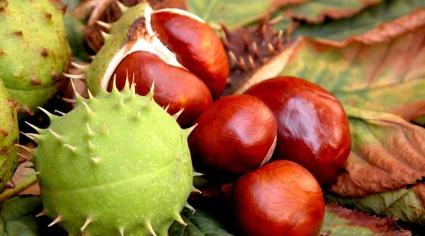castanele trateaza anemia