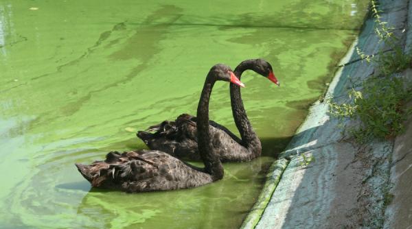 lacul nimanui lebede moarte in parcul bordei