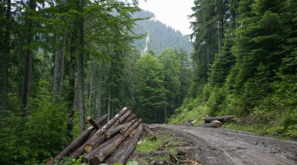 comandament pentru stoparea furturilor din paduri
