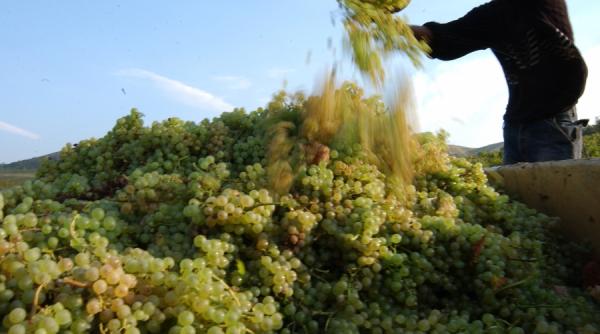 crestere vin de 500 milioane e