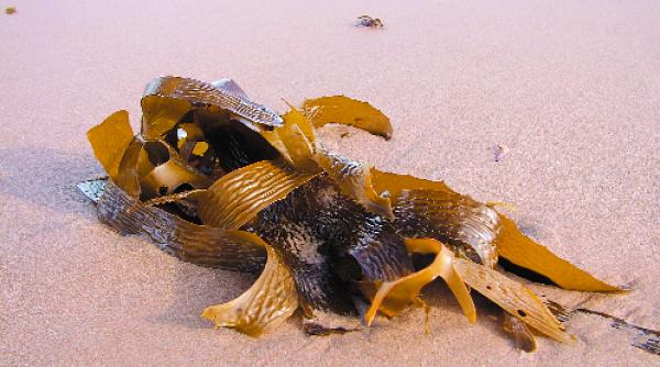 descoperire algele marine si sarea