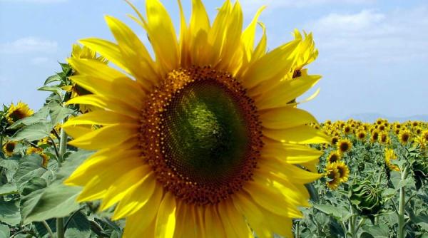 solutie semintele si stresul