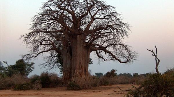 alimentele de tip novel