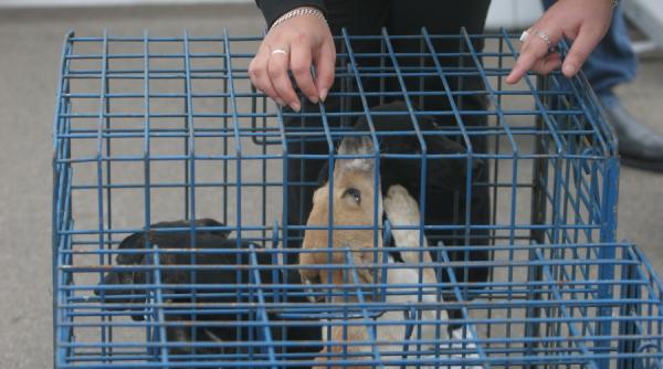 bestii in sarbatoare