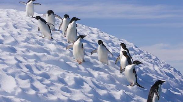 icirc ncalzirea globala ameninta pinguinii