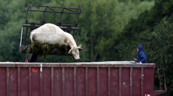 studiu american icirc ncalzirea climei maladii mortale
