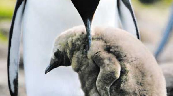 icirc ncalzirea globala pinguinii amenintati