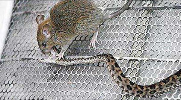 un soricel curajos a omorat o vipera