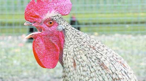 germania virusul gripei aviare