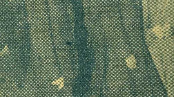 publicistica despre violenta