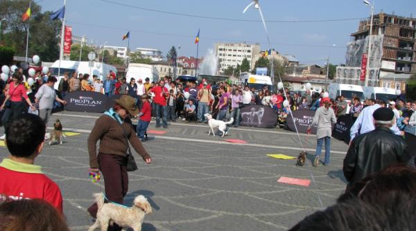 puteti iubi si cainii vagabonzi