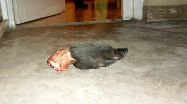 batalia pentru cladirile istorice continua romii terorizeaza centrul timisoarei