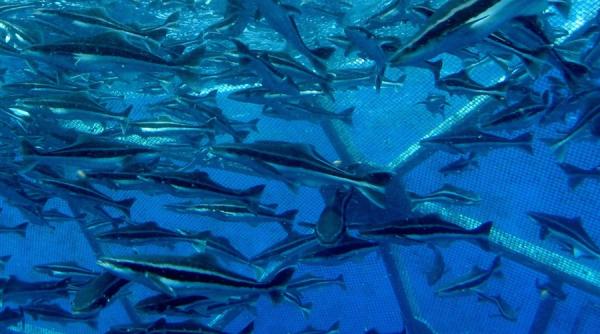 regulament bio cresterea pestilor