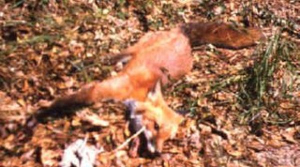 o vulpe turbata baga orasul bistrita in carantina