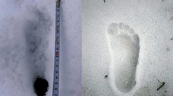 noi amprente ale legendarului yeti