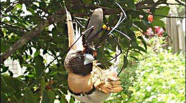 un paianjen gigant a devorat o pasare