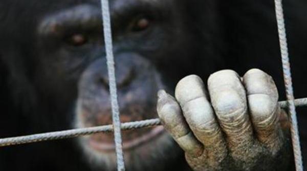ce vrea sa interzica experimentele pe primatele de talie mare