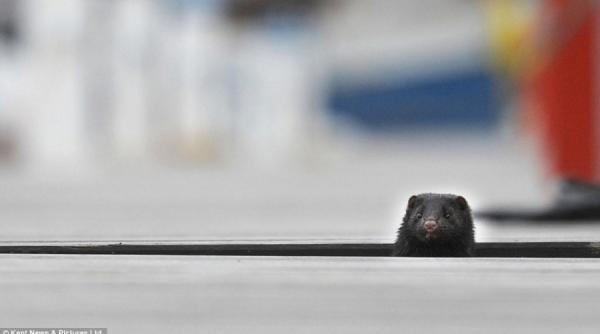 minnie un robin hood ratacit in portul brighton