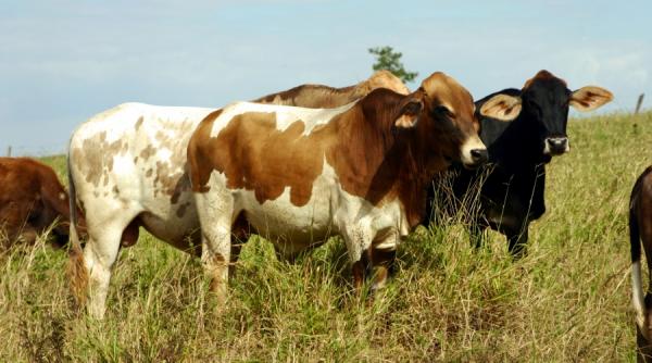agricultura e incurcata de legi