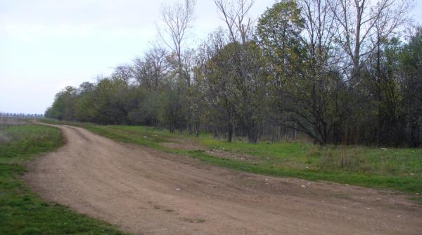 pacaleala pentru guvern padurea turcului copaci pentru chiloti