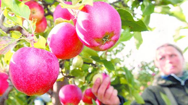 mere de voinesti luate la joc