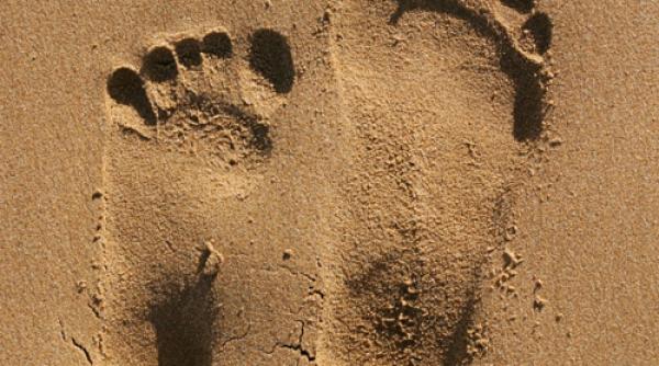 o pojghita de gheata