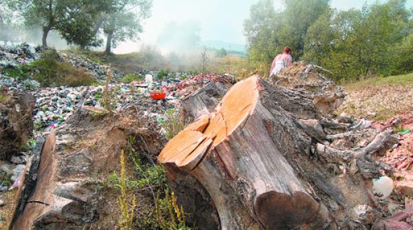 taierel pus sa apere copacii jaf in padurile de la tismana