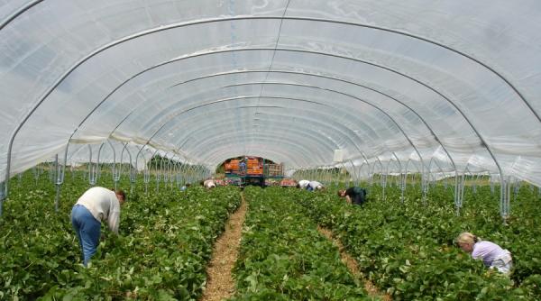 capsunarii au dus romania pe locul 8 al tarilor in curs de dezvoltare