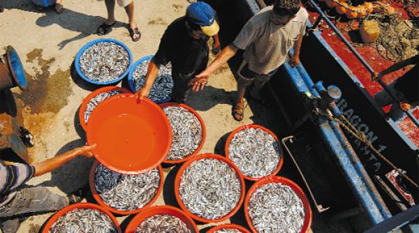 noul regulament european pentru pescuit europa stopeaza haosul din pescuit