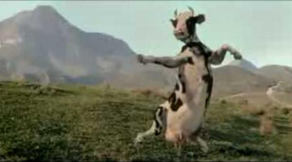 kung fu cow