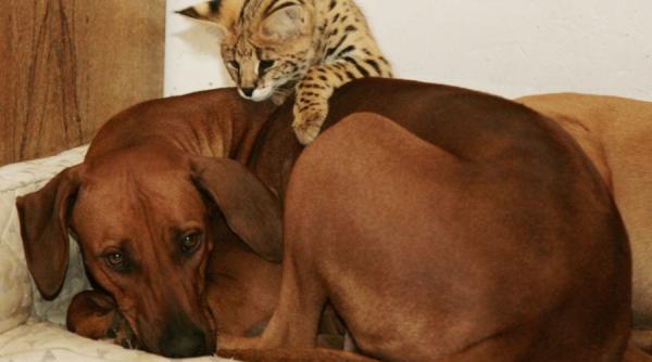 shakira un serval de haita