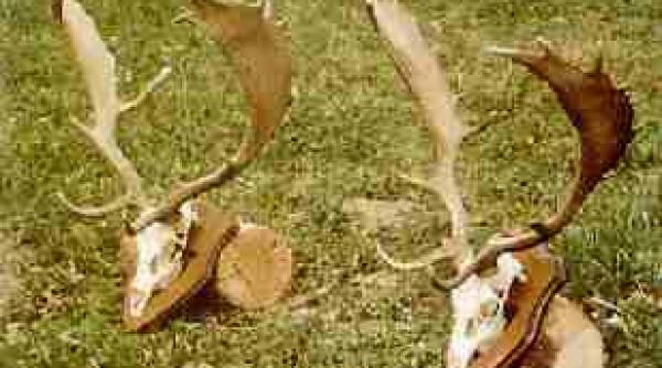 chisineu cris braconierii au ucis opt cerbi lopatari