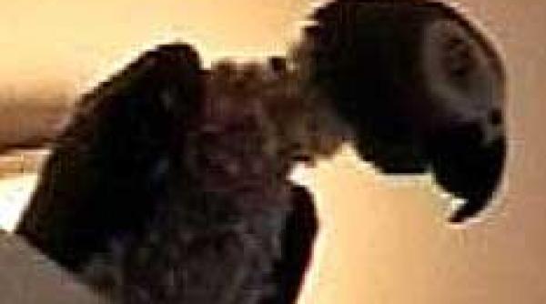 un papagal ia antidepresive pentru a trece peste moartea stapanului sau