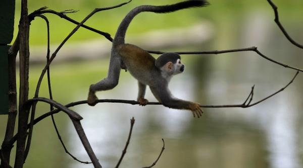 pe cale de disparitie animale si plante fara de care pamantul n ar putea exista