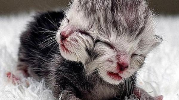 quasimodo pisoiul australian cu doua capete