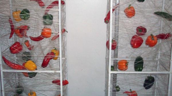 agricultura pe acoperisul blocului